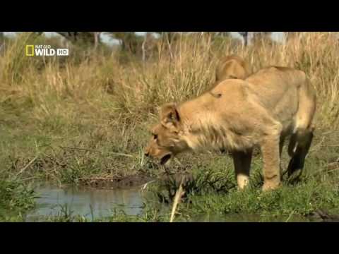 Vahşi Yolculuk Botsvana  Türkçe Hayvan Belgeseli  National Geographic